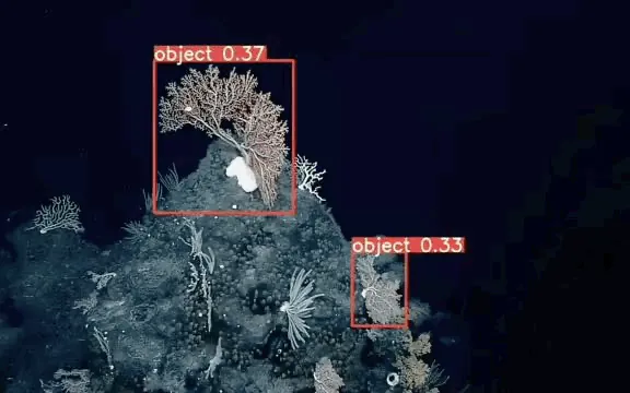 Underwater video frame with reef fish flagged by detection boxes